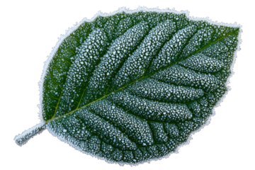 Frost-Covered Leaf Close-Up. Nature'S Intricate Patterns And Winter'S Beauty Isolated On Transparent Background