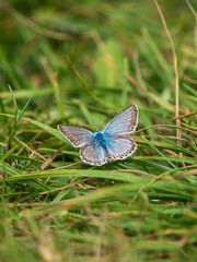 Chalkhill Blue Butterfly Resting in a Meadow