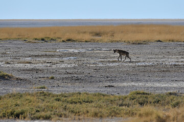 Fototapeta premium Spotted hyena (Crocuta crocuta), Etosha National Par
