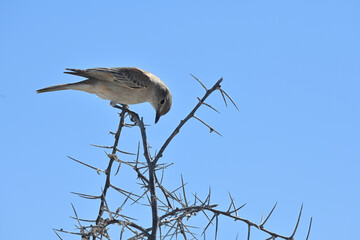 Black breasted or streaked weaver is a family of small passerine bird