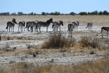 Stripped zebras in African bush