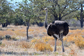 Ostrich walking in Etosha National Park
