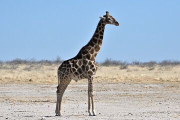 Giraffe (Giraffa camelopardalis) in the Etosha National Park