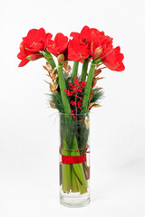 Ein weihnachtlicher Strau&szlig; aus Amaryllis in einer Glasvase auf wei&szlig;em Grund
