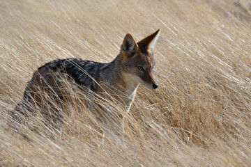 Obraz premium Portrait of a black-backed Jackal