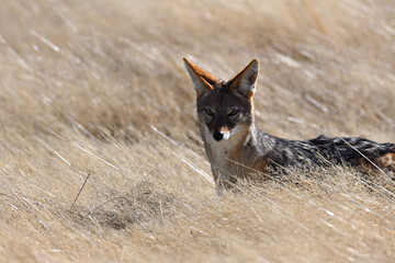 Obraz premium Portrait of a black-backed Jackal