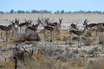 Springbok antelopes (Antidorcas marsupialis) in Etosha National Park