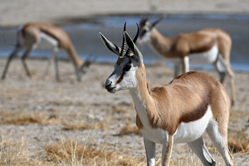 Springbok antelopes (Antidorcas marsupialis) in Etosha National Park