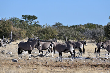 Herd of Oryx grazing in the bush