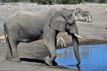African elephant (Loxodonta africana) Etosha National Park