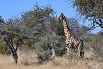 Giraffes (Giraffa camelopardalis) in the Etosha National Park
