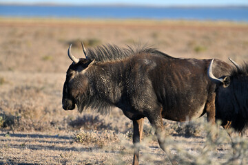 Wildebeest Gnu in Etosha National Park