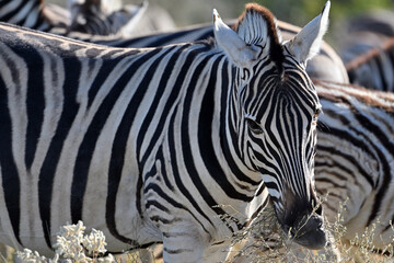 Stripped zebras in African bush