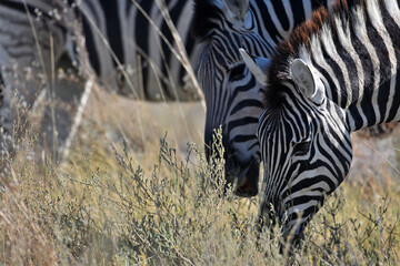 Stripped zebras in African bush