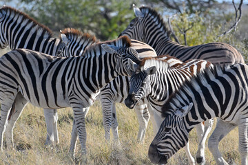 Stripped zebras in African bush