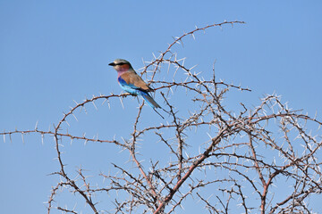Lilac-breasted roller bird