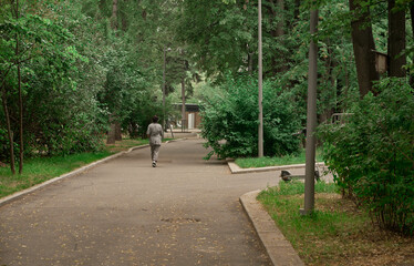 Walk in the park on a summer day. Green trees along the road.       

