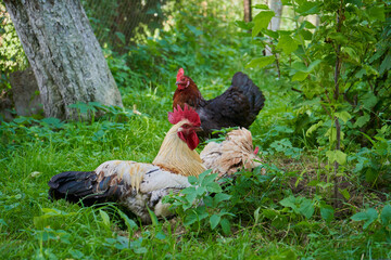 a rooster with hens resting in the shade of trees, Chickens and roosters relax on a green lawn under the trees