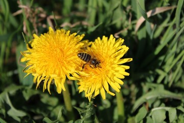 bee on dandelion