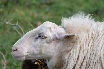 Obraz premium A fluffy sheep with a large ear peacefully grazes on a vibrant green grassy field. High quality photo