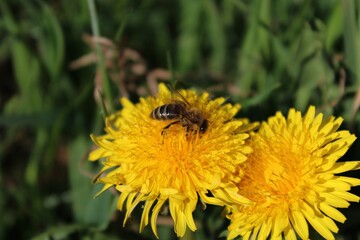 bee on a dandelion