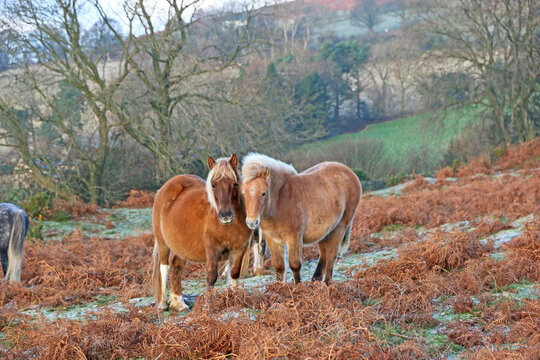 	
Wild ponies in the Brecon Beacons National Park, Wales