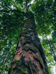 Low angle view of a tall tropical forest tree with textured bark and moss, surrounded by lush green leaves. Concept of nature, growth, strength, environment, conservation, and natural ecosystem.