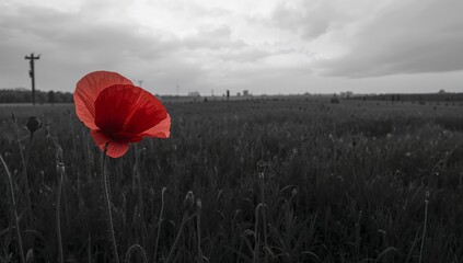 Bright Red Poppy in a Gray Field Under an Overcast Sky in the Countryside