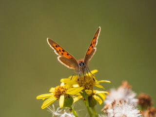 Small Copper Butterfly Feeding on Ragwort