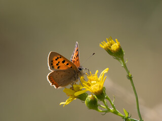 Small Copper Butterfly Feeding on Ragwort