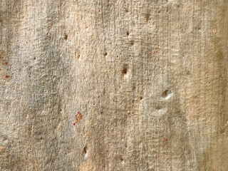 Eucalyptus tree bark texture background presenting wood surface