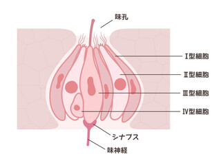 味蕾の構造と名称のイラスト