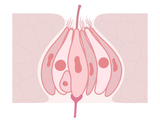 味蕾の構造のイラスト