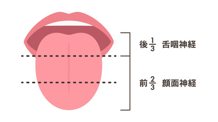 味覚の支配神経のイラスト