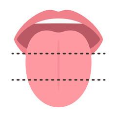 舌の神経支配のために3等分にしたイラスト素材