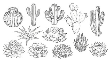 Set of cacti and succulents botanical illustration