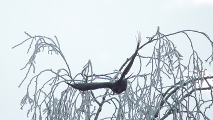 Fototapeta premium a flying raven bird in the air at a cold winter day