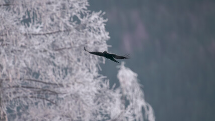 Fototapeta premium a flying raven bird in the air at a cold winter day