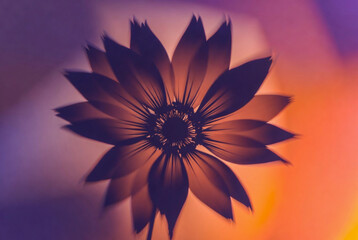Flower with many petals displayed against a colorful background during daylight hours in a creative setting