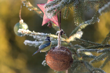 a blue tit perched on a spruce with christmas decor, at a cold sunny winter day © DoreenB. Photography