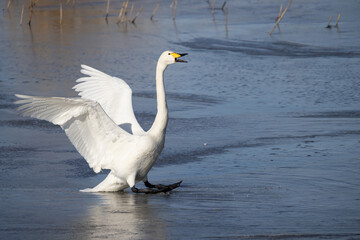 Whooper swan