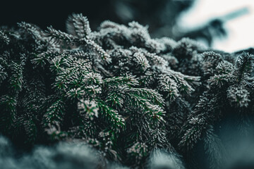 Mit Eis besetzte Tannenzweige