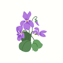 Viola odorata (wood violet) flower isolated on a white background. Perfect for botanical prints, greeting cards, stationery, or floral design projects.
