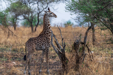 Close-up of Masai Giraffe - Giraffa tippelskirchi- feeding off acacia trees in the Serengeti, Tanzania