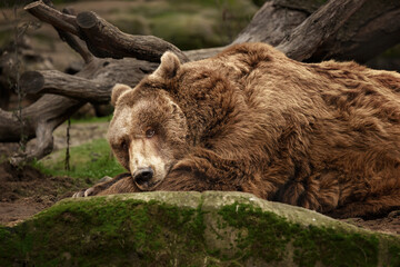 Brown Bear Resting on a Rock in a Natural Forest