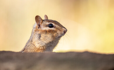 Eastern Chipmunk