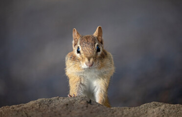 Eastern Chipmunk