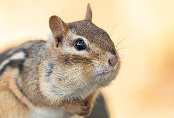 Eastern Chipmunk