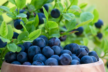 Blueberries are a tasty and healthy berry