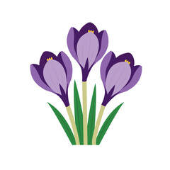 A bouquet of delicate purple spring crocuses on a white background
